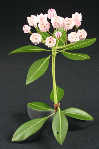 Mountain Laurel